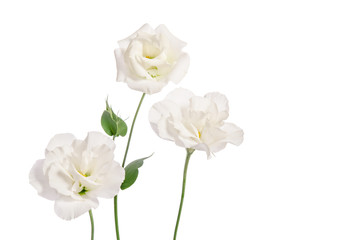 Beautiful eustoma flowers isolated on white background and free