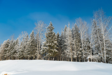 The snowy forest in January