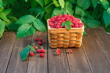 Obraz na płótnie Canvas Basket with raspberries near bush on wooden table in garden
