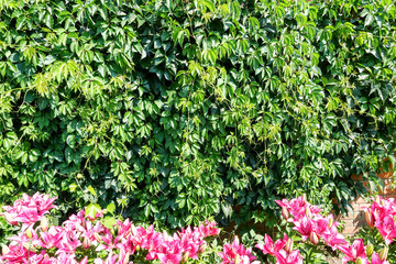 Maiden grapes with Pink lily