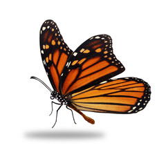 Naklejka premium Piękny motyl monarcha