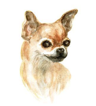 the chihuahua dog. Image of a thoroughbred dog. Watercolor painting.