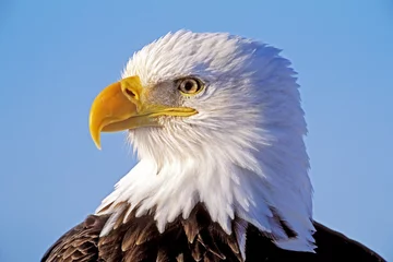 Photo sur Plexiglas Aigle Tête de beau pygargue à tête blanche mature contre le ciel bleu