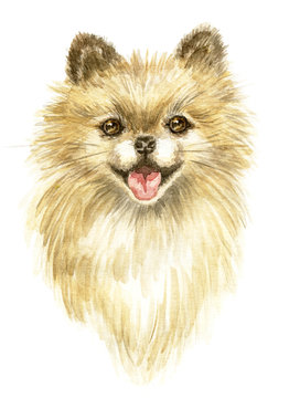 Pomeranian spitz-dog. Image of a thoroughbred dog. Watercolor painting.