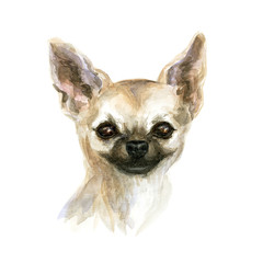 the chihuahua dog. Image of a thoroughbred dog. Watercolor painting.