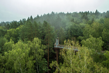 Walkway above the forest