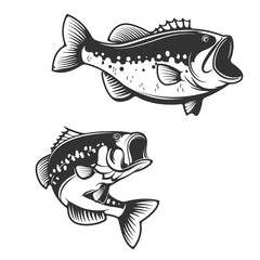 Sea bass fish silhouettes isolated on white background. Design e