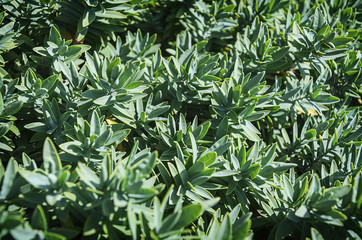 green leaf background