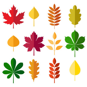 vector collection of autumn colored leaves on white background