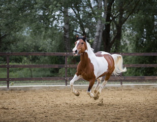 Piebald horse runs on the threes background