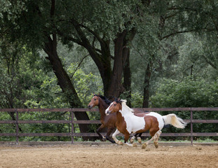 Piebald and brown horses run on the threes background