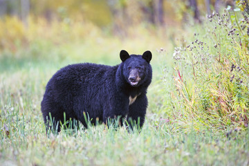 Fototapeta na wymiar Big Black Bear standing in meadow, searching for food