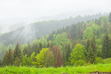 Forest among hills surrounded by thick mist