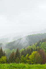 Forest among hills surrounded by thick mist