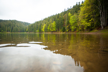 Beautiful lake and forest