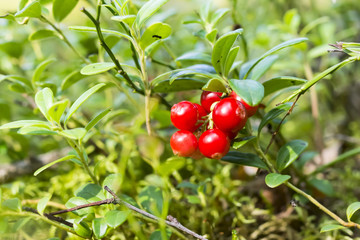 Ripe foxberry in wild woods