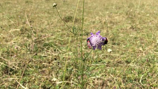 Sechsfleck-Widderchen ,Zygaena filipendulae, sitzen auf Wiesenknautie