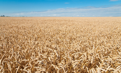 Wheat field and blue sky