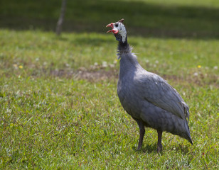 One bird
