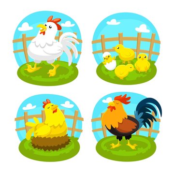 Variety of poultry
