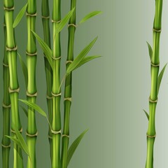 Fototapeta na wymiar Bamboo reeds