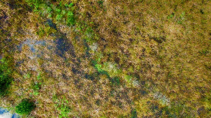 Aerial view of Everglades swamp, Florida