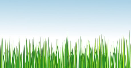 Grass. Summer background, Vector