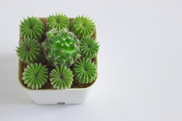 cactus in a pot.