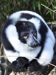 Black and white colored lemur, close-up of a madagascar meerkat. 