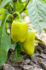 peppers growing in the garden