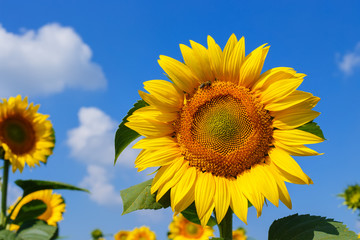 Fototapeta premium sunflowers at the field in summer