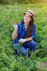 woman harvesting fresh tomatoes