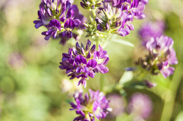 Obraz premium Wallpaper macro violet flowers on blur backgroun