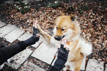 Cropped image of hands touching Eurasier rearing up at park