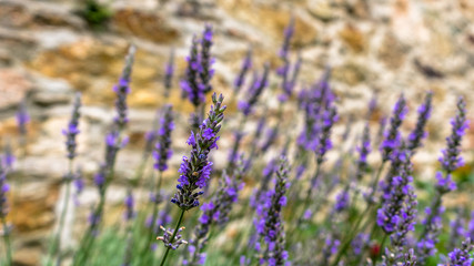 Obraz premium Lavendar in front of an old brick wall