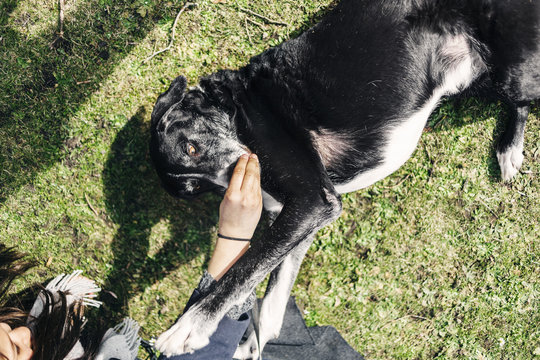Cropped image of woman playing with mixed-breed dog lying at park