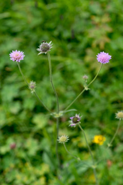 Fiori rosa lilla di ambretta nel prato