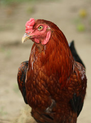 Image of colorful rooster on nature background