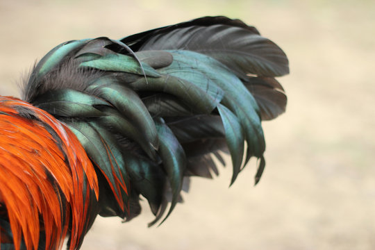 Image of rooster tail on nature background