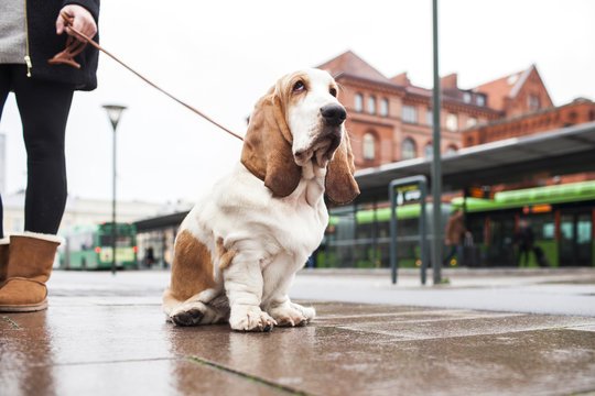 Basset hound sitting on sidewalk