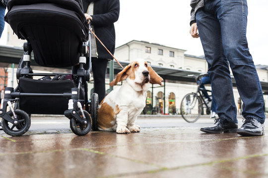 Basset hound sitting on sidewalk near baby stroller