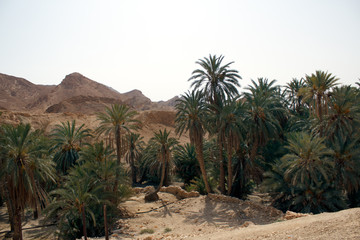 an oasis in the mountains of Tunisia