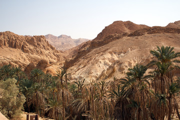 Fototapeta na wymiar Date palm in the mountains of Tunisia