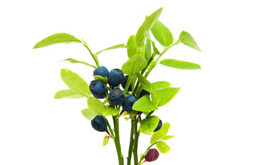 ripe blueberries on the branch