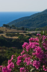 Purple flowers on morning sun by a coastal road in Sithonia, Greece