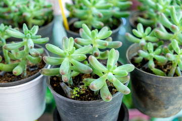 Cactus shape rounded cute small in vase