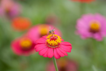 Beautiful Japan of zinnia and bee