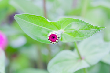 Bud of zinnia of magical atmosphere