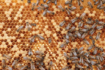 Close up view of the working bees on honeycells.