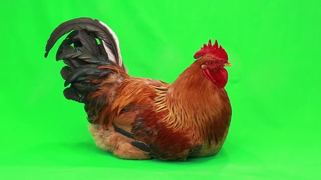 rooster on  green screen

